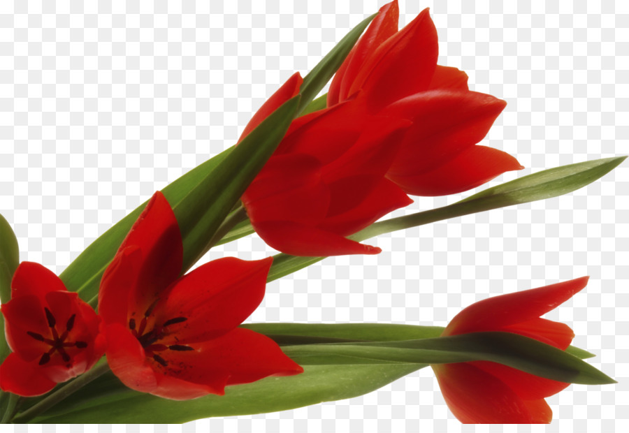 Qom lãnh tụ hồi Giáo Ahl al-Chúa cứu rỗi Allah - Tulip