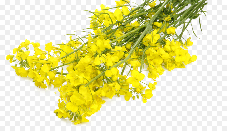 Senf-pflanze Raps Raps Blume - Sonnenblumenöl