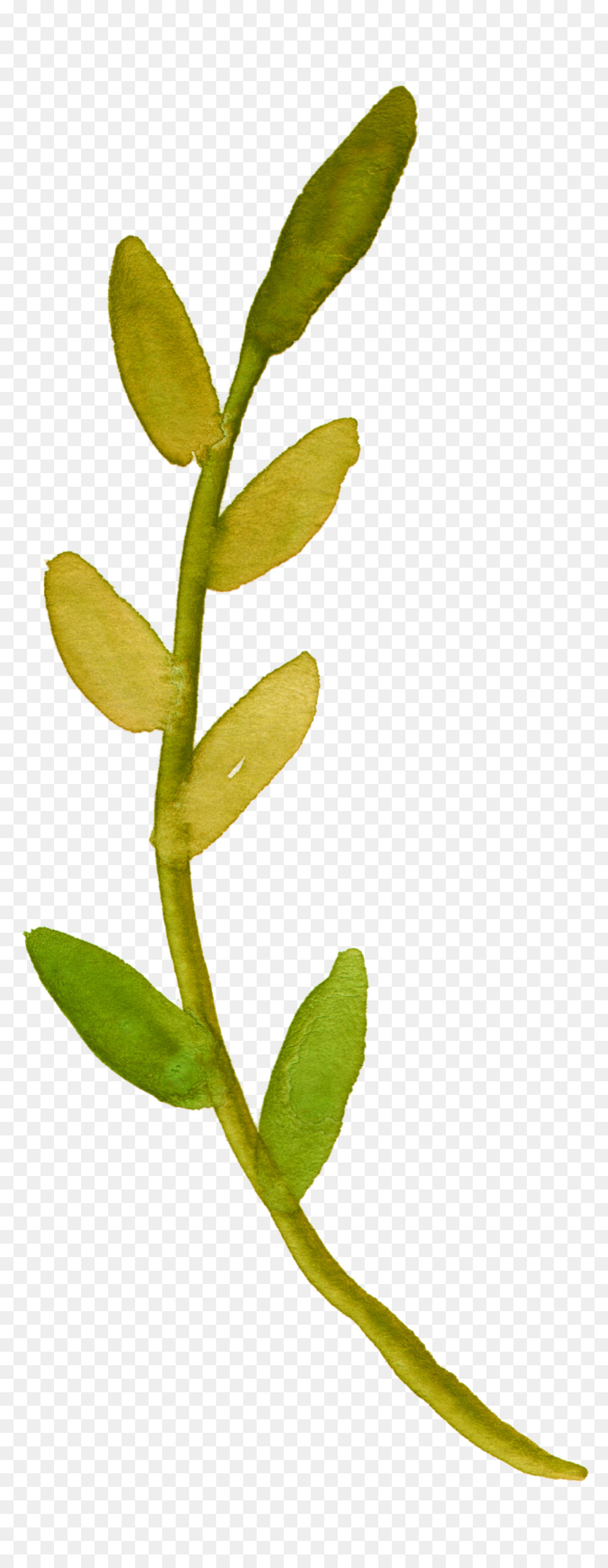 Màu nước bức tranh gốc Thực vật Hoa Lá Clip nghệ thuật - màu bạch đàn