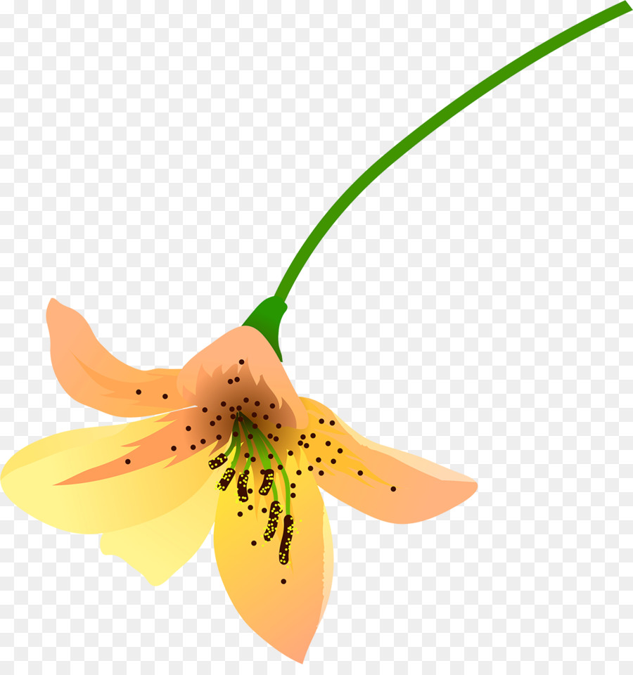 Blume, Blütenblatt Pflanze - Lilly