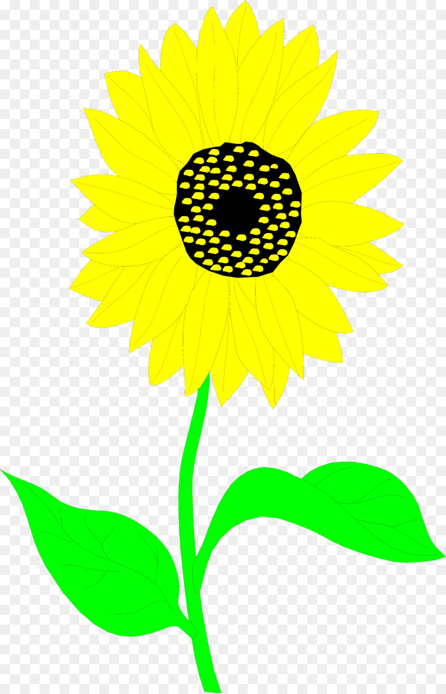 Common sunflower Zeichnung Clip art - Sonnenblumen