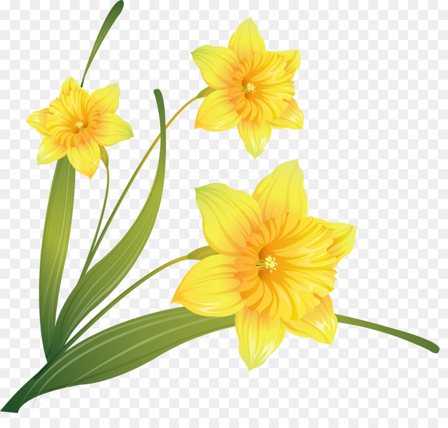 Daffodil Disegno di Sfondo per il Desktop Clip art - gazania