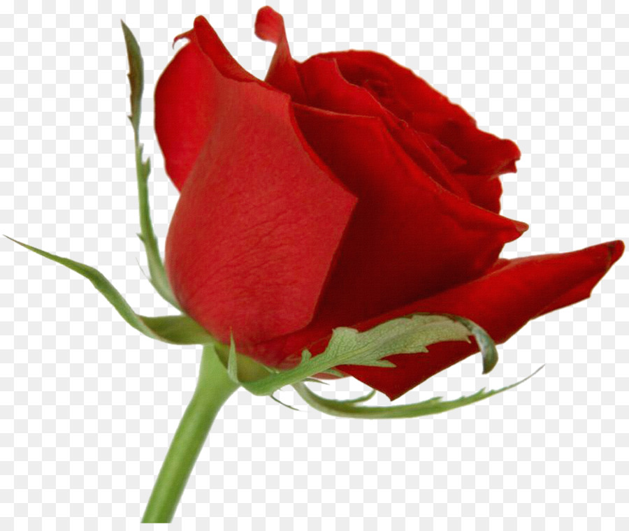 Sfondo Del Desktop Rose Fiore Di Tulipano - rosa