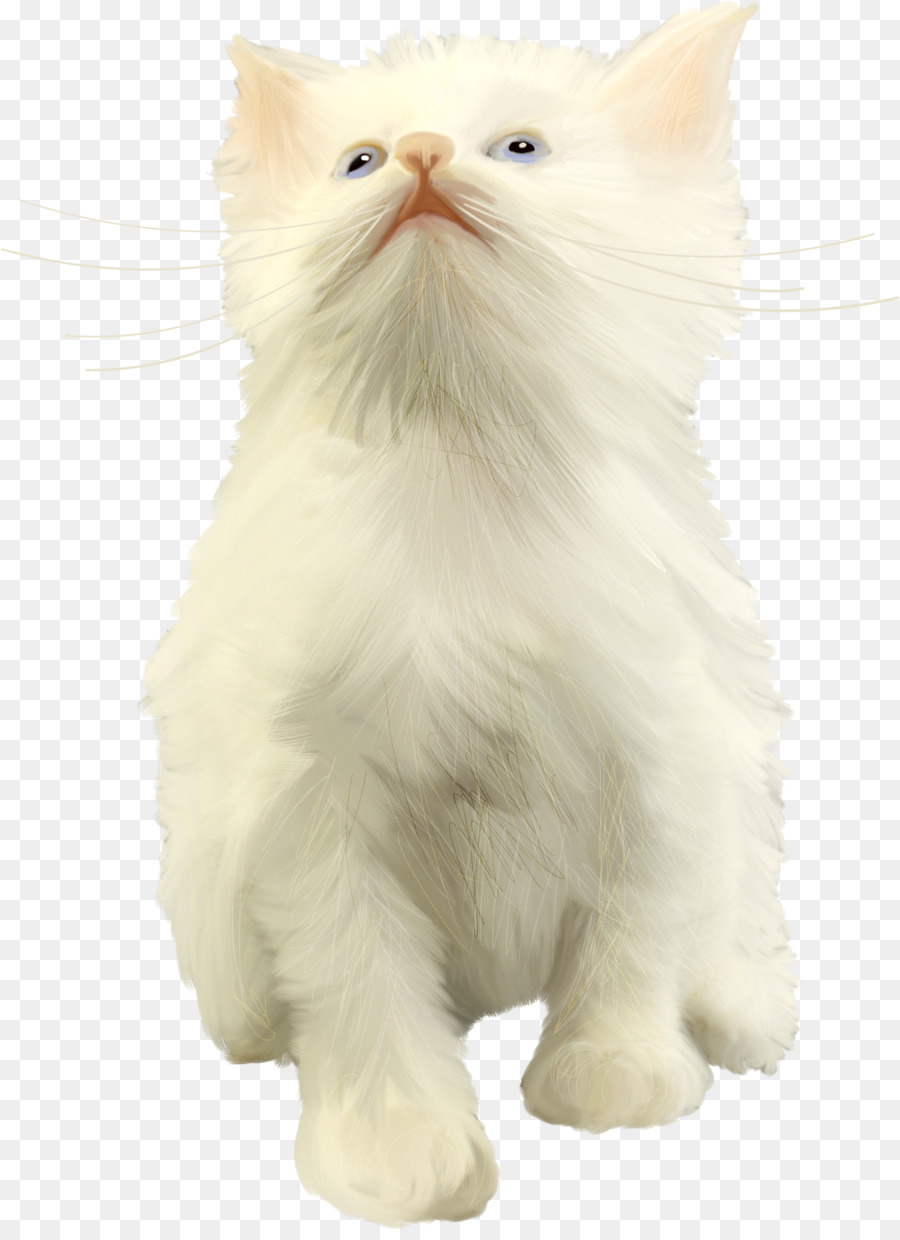 Gatto persiano Asiatici a pelo Semi-lungo norvegese delle Foreste è un gatto Angora turco turco Van - cincilla