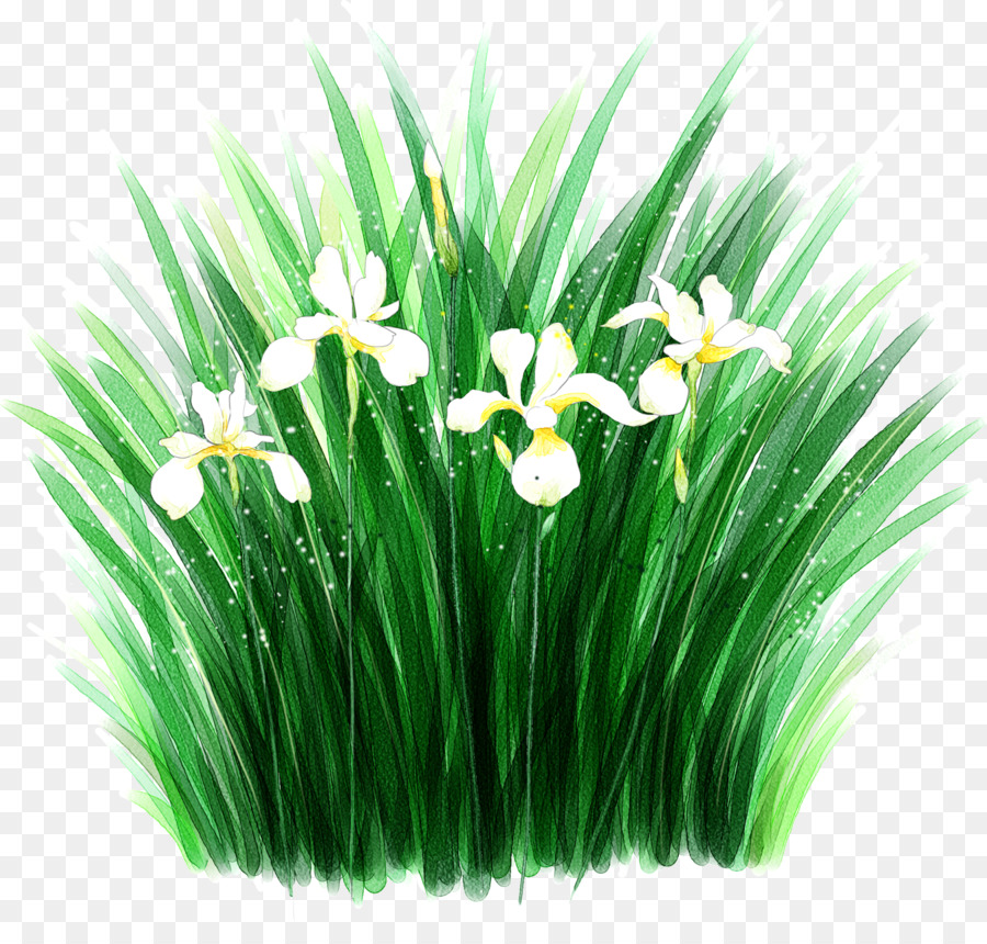 Fiore Sfondo del Desktop Iris Clip art - Orchidee