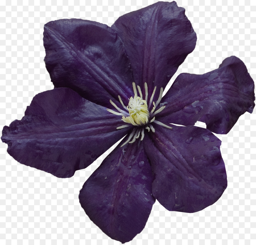 Violett Lila Flieder Blume Blütenblatt - Schatten