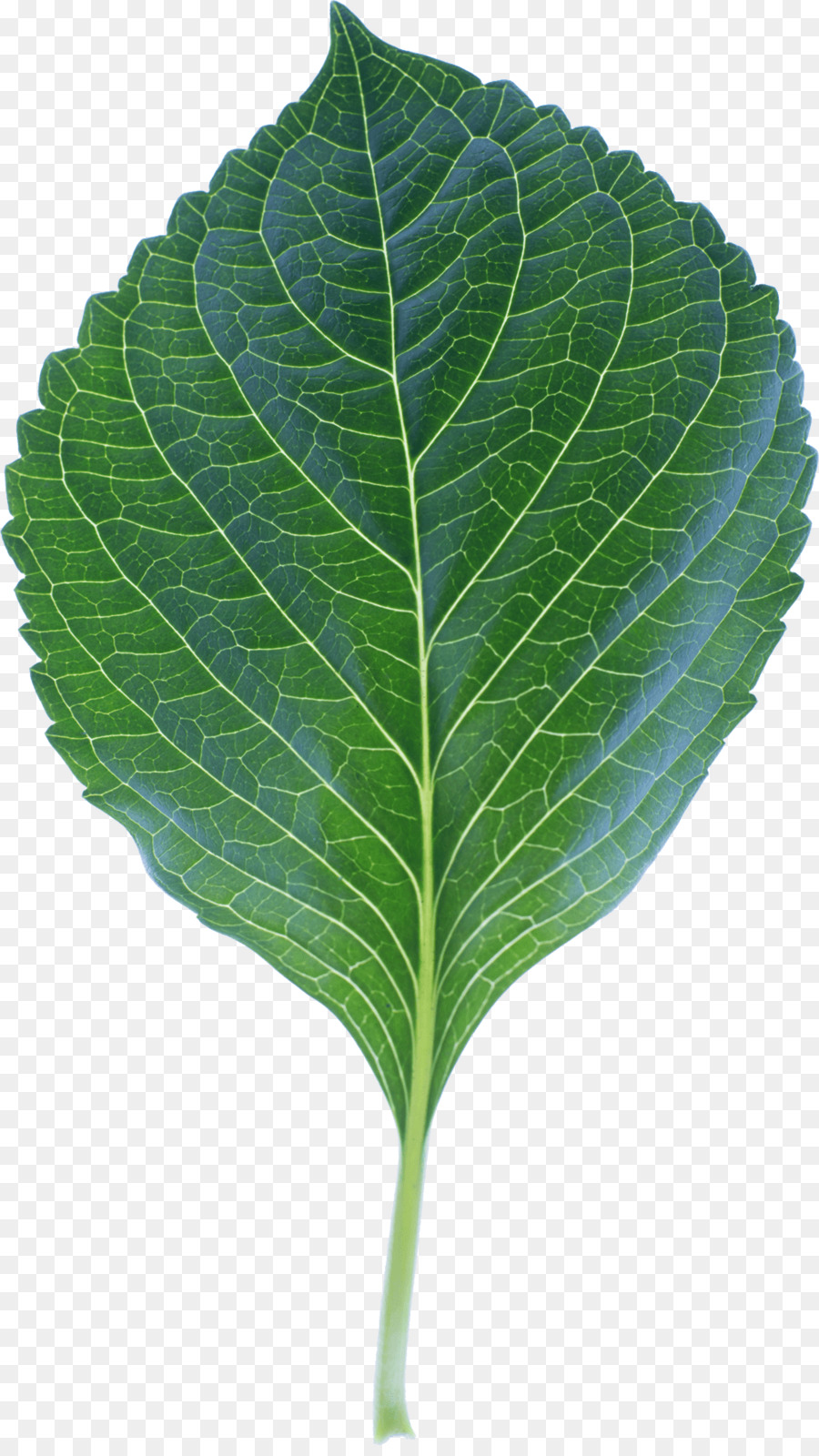 Blatt Pflanze Stiel - Blätter