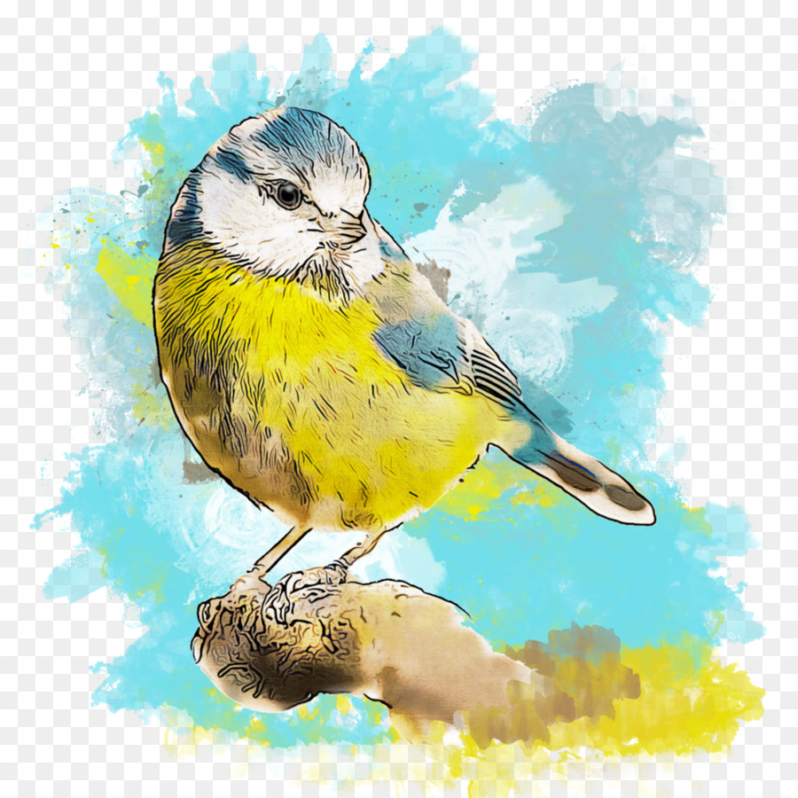 Finch Bird American Passeri Becco pittura ad Acquerello - uccelli acquerello