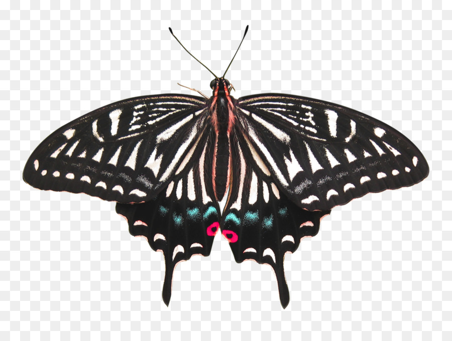 Bướm Côn Trùng Moth - Con bướm