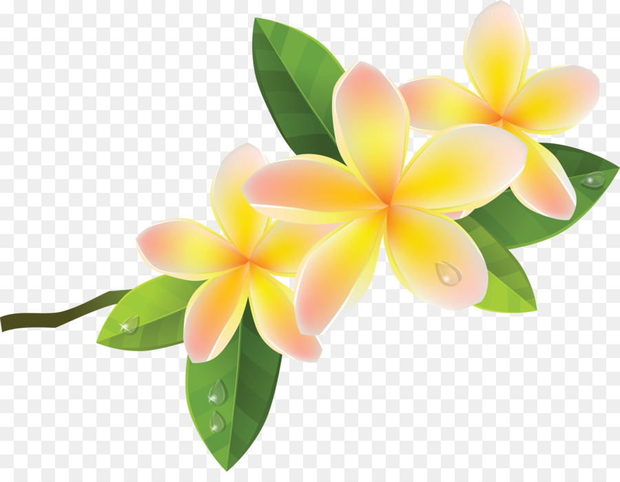 Frangipani Royalty free clipart - Blume tropical