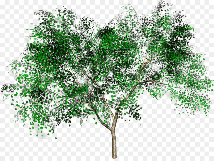 Albero di piante Legnose Forestali Arbusto Ramo - albero