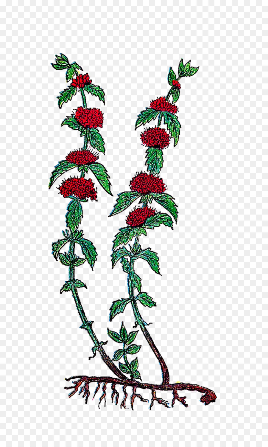Di agrifoglio di Natale, decorazione albero di Natale Aquifoliales - dipinto a mano fiori