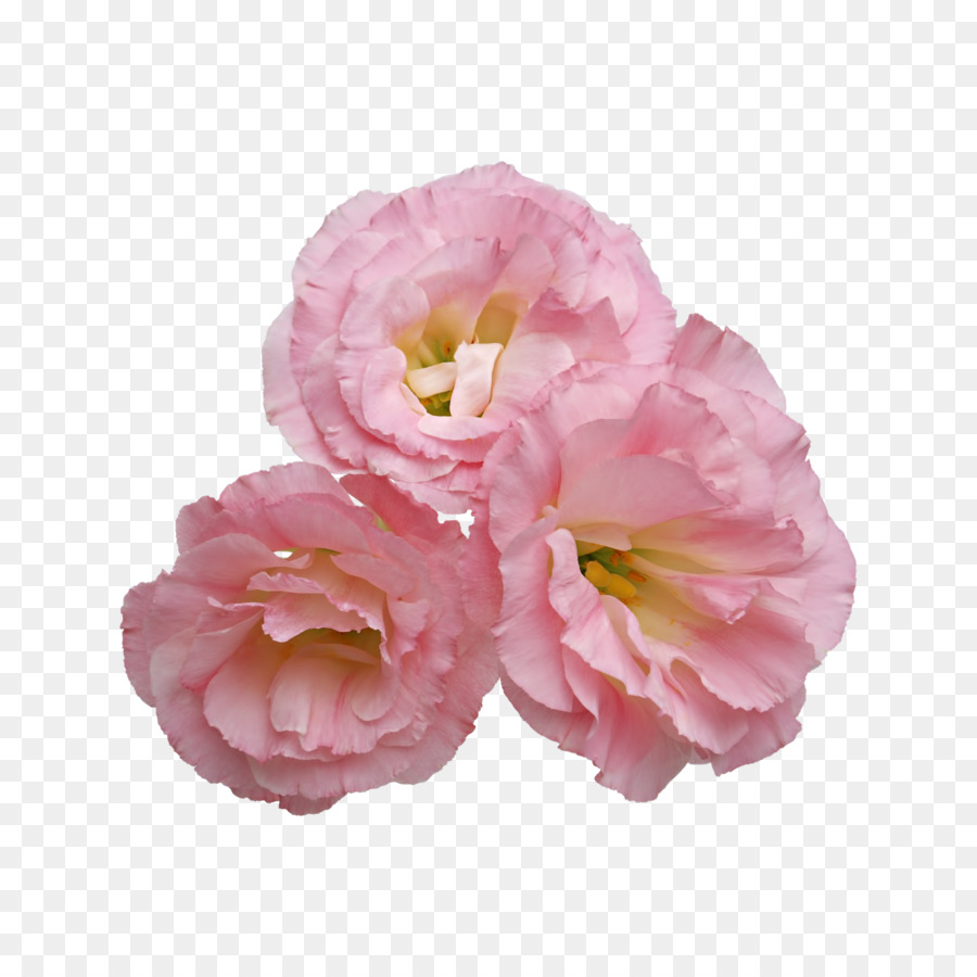 Flower Clip Art - rosa Blume
