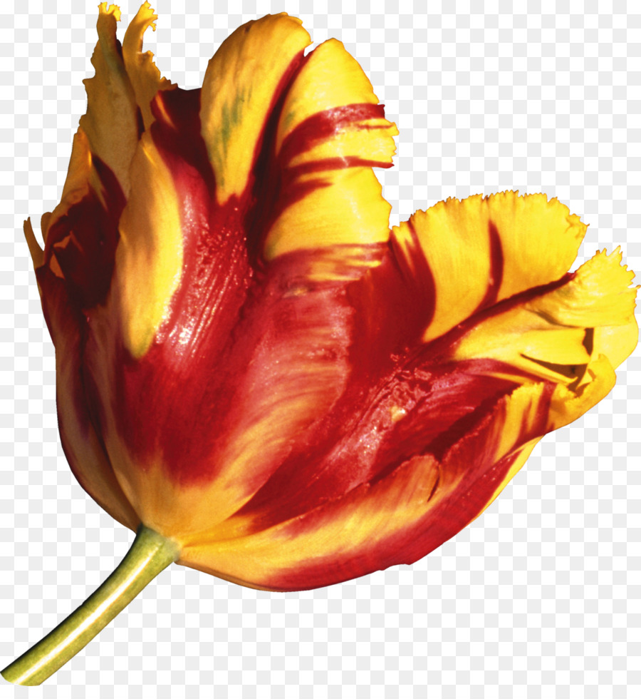 Hoa Tulip Miền tên .net - Tulip