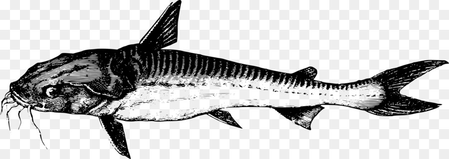 Condroidi Pesci ossei Squalo tigre Animale - pesce