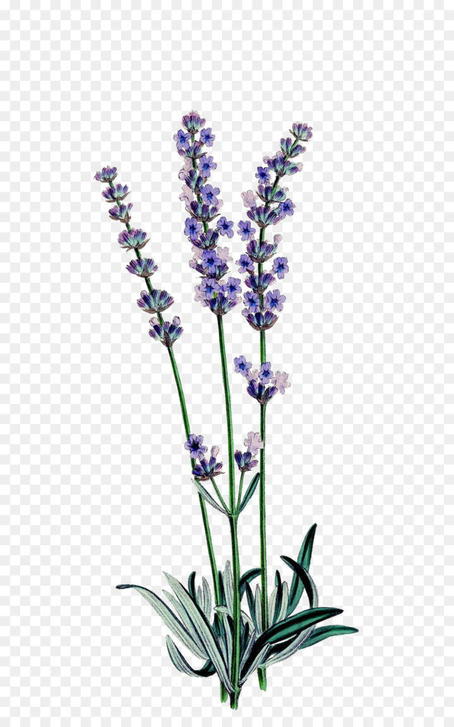 Englisch Lavendel botanische illustration Botanik Zeichnung Lavendel-öl - Lavendel