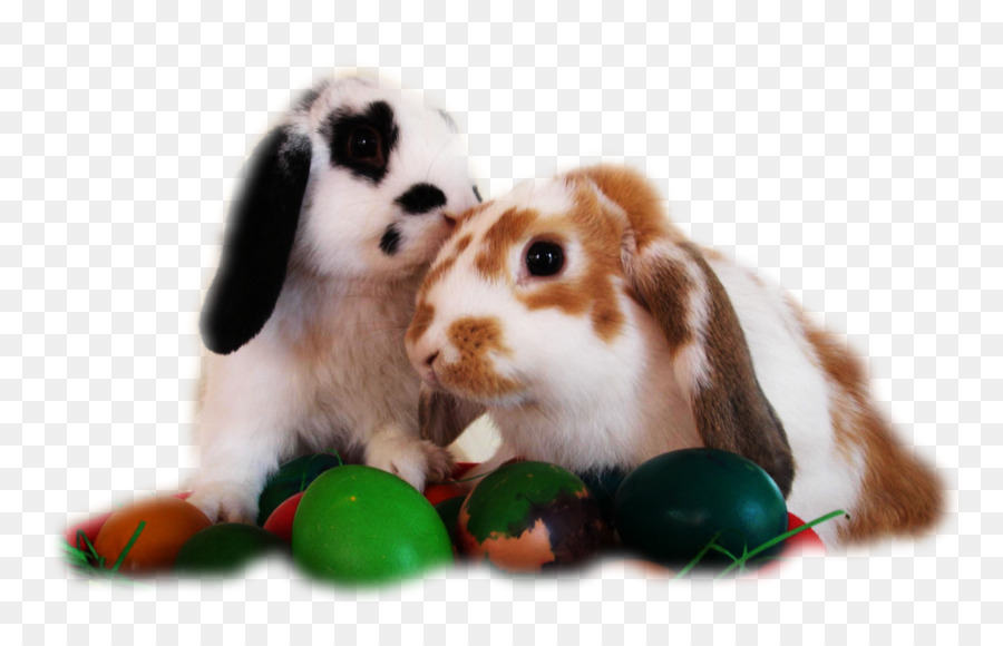 Nền Máy Tính Easter Bunny Máy Tính Để Bàn Nền - thỏ