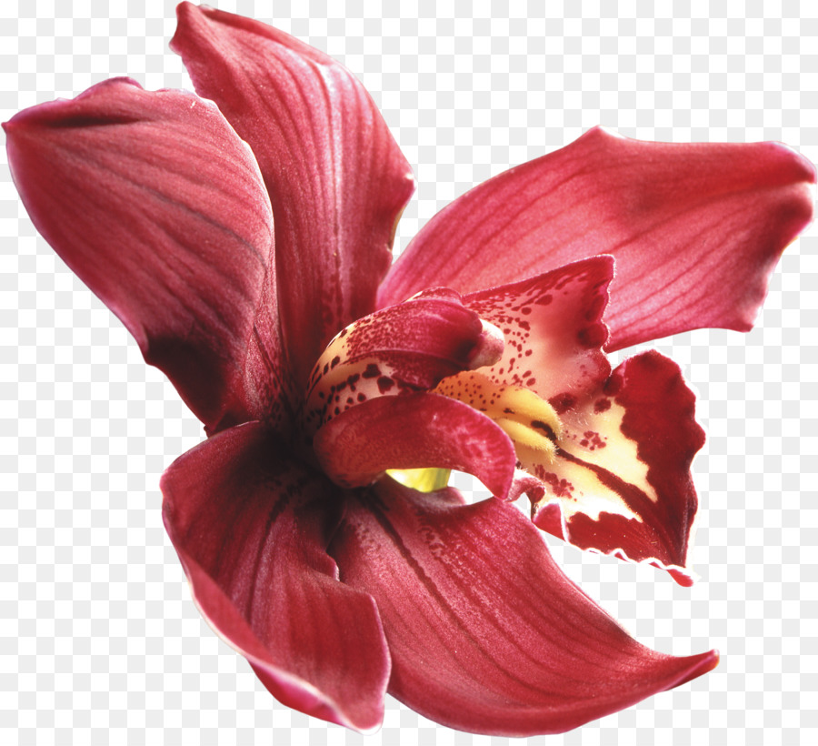 Falena orchidee Fiore Rosso orchidee Cattleya - fiori bordeaux