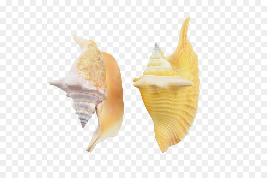 Seashell Conchology Shankha Meer Schnecke - Muschel