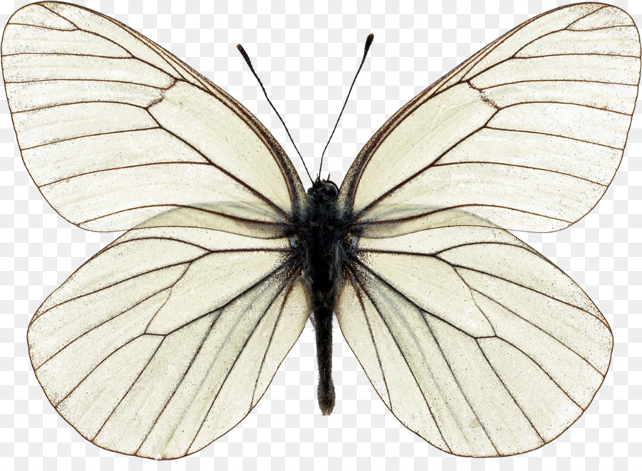 Butterfly Stock-Fotografie-Insekten-Morpho - schmetterling