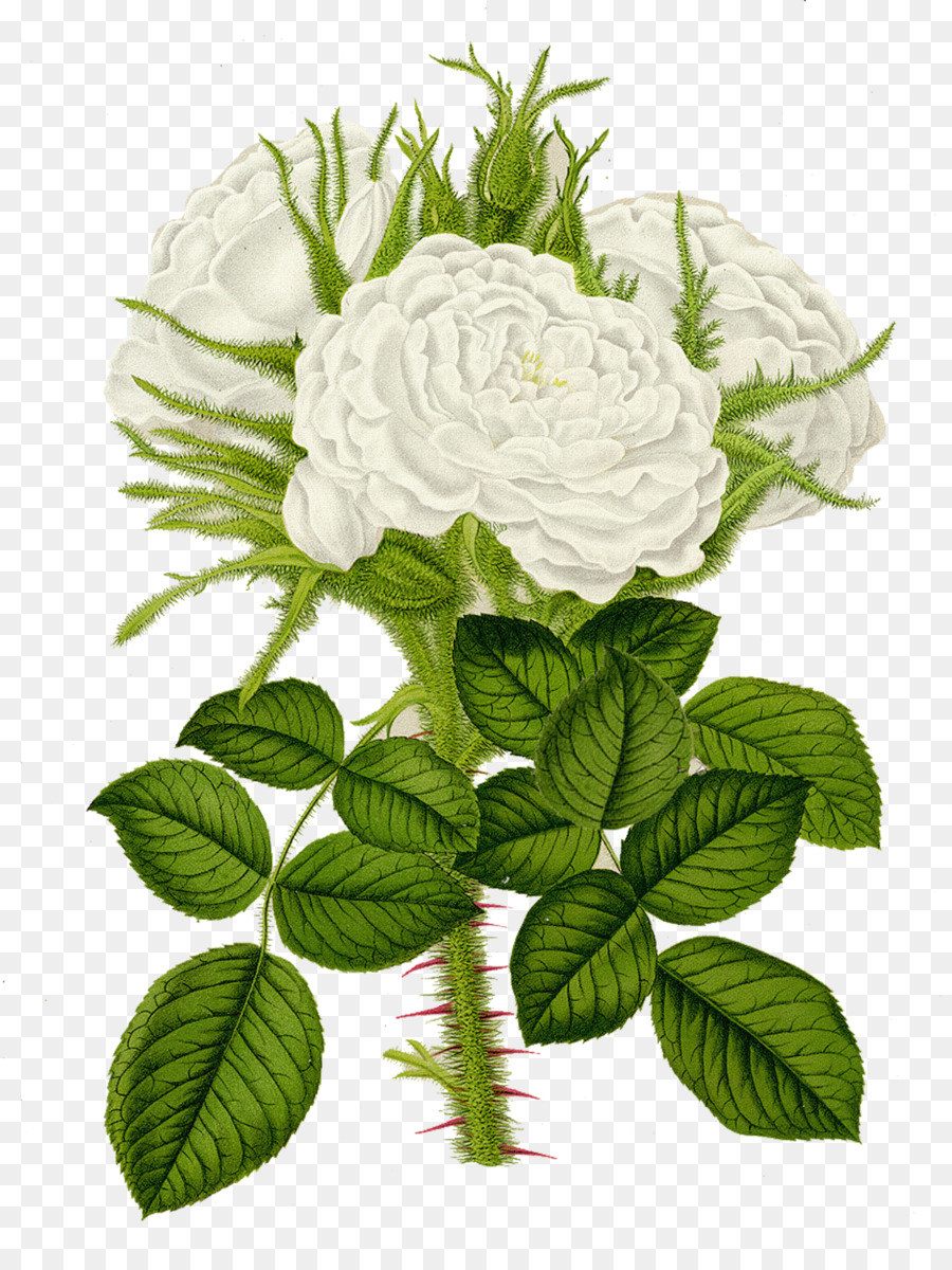 Blume, Garten-Rosen, Centifolia Rosen Rosa multiflora Druckgrafik - weiße Rosen