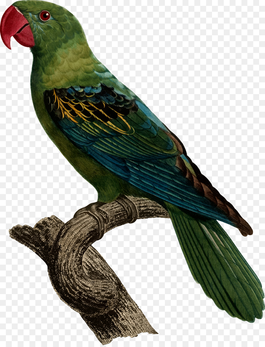 Chim Tuyệt vời-hóa đơn con vẹt màu Xanh-naped con vẹt Psittacinae Khiêm tốn hổ con vẹt - vẹt