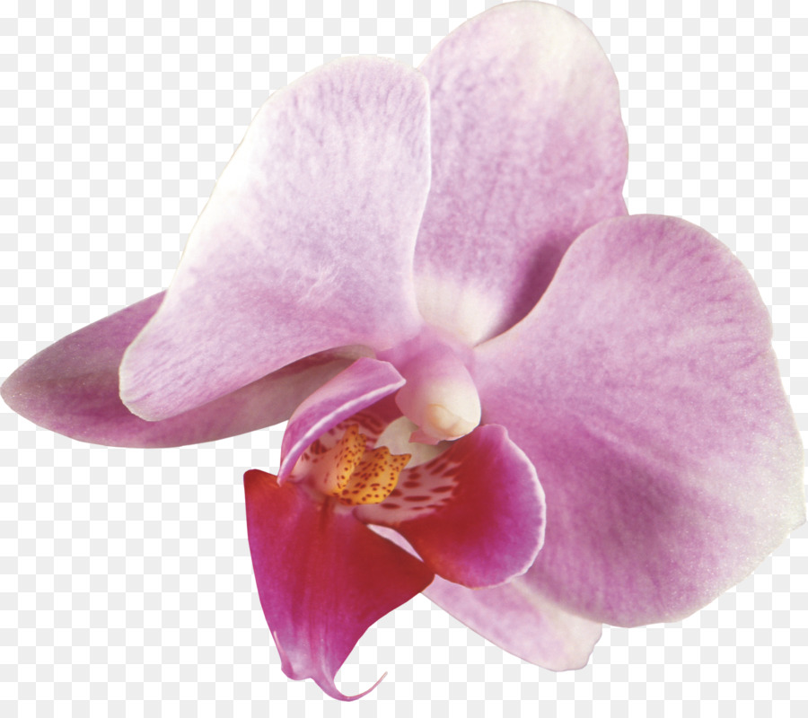 Falena orchidee Cattleya orchidee Dendrobium Pianta - 