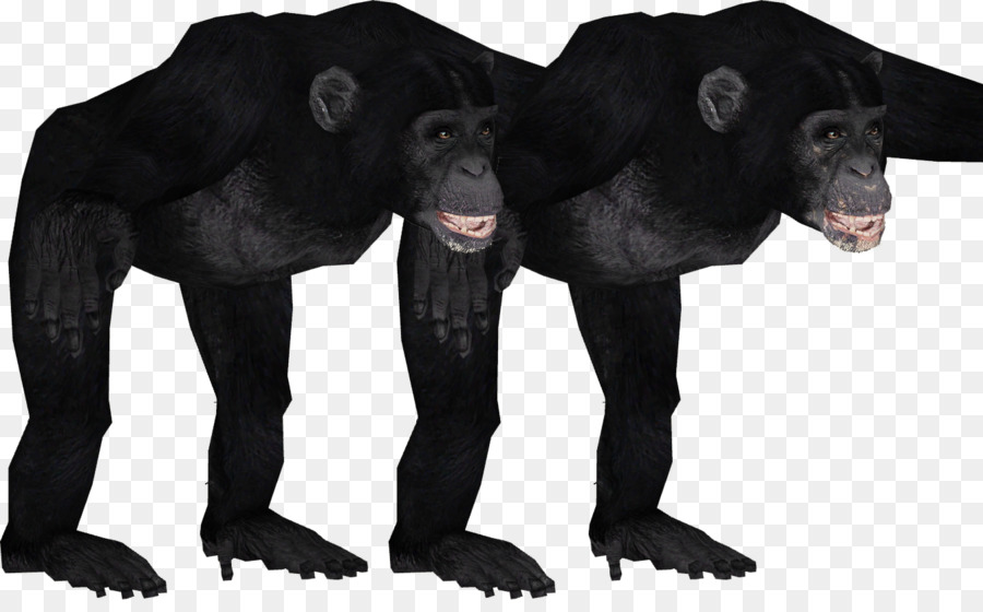 Gorilla Phổ biến tinh tinh linh Trưởng Thú ông Trùm 2 Vật - tinh tinh