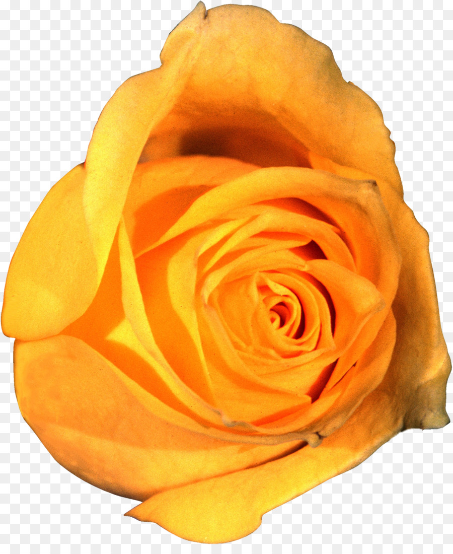 Garten-Rosen-Blumen-Strand-rose Clip art - Orange