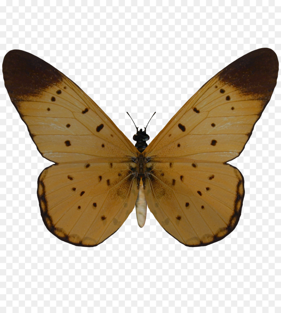 Butterfly Transparenz und Transluzenz Motte - Schmetterling