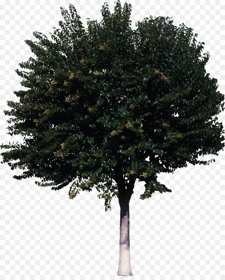 Baum Strauch - Bush