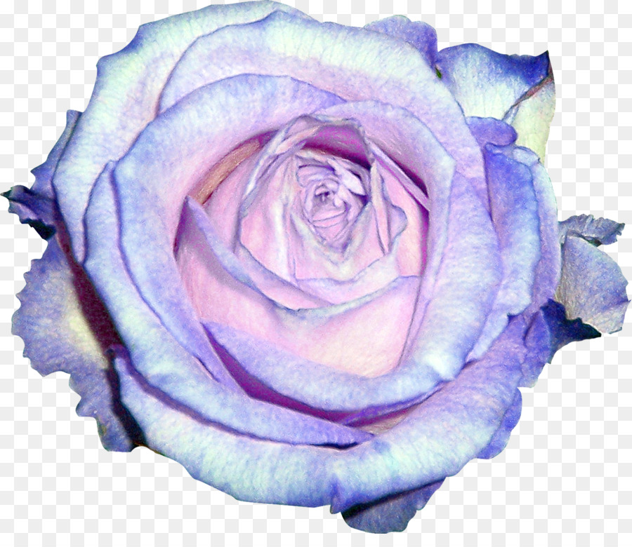 Garten Rosen, Blaue rose Violet Centifolia Rosen - weiße rose