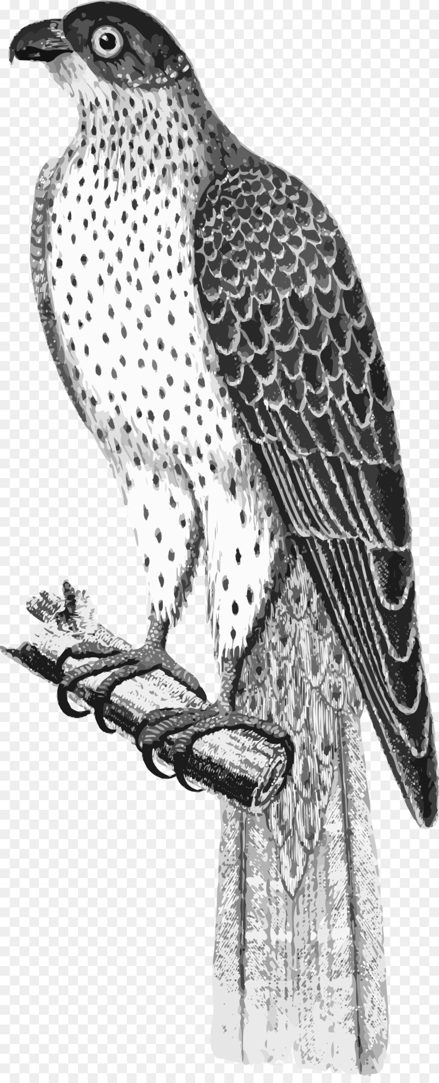 Uccello rapace Falco Falco - falco