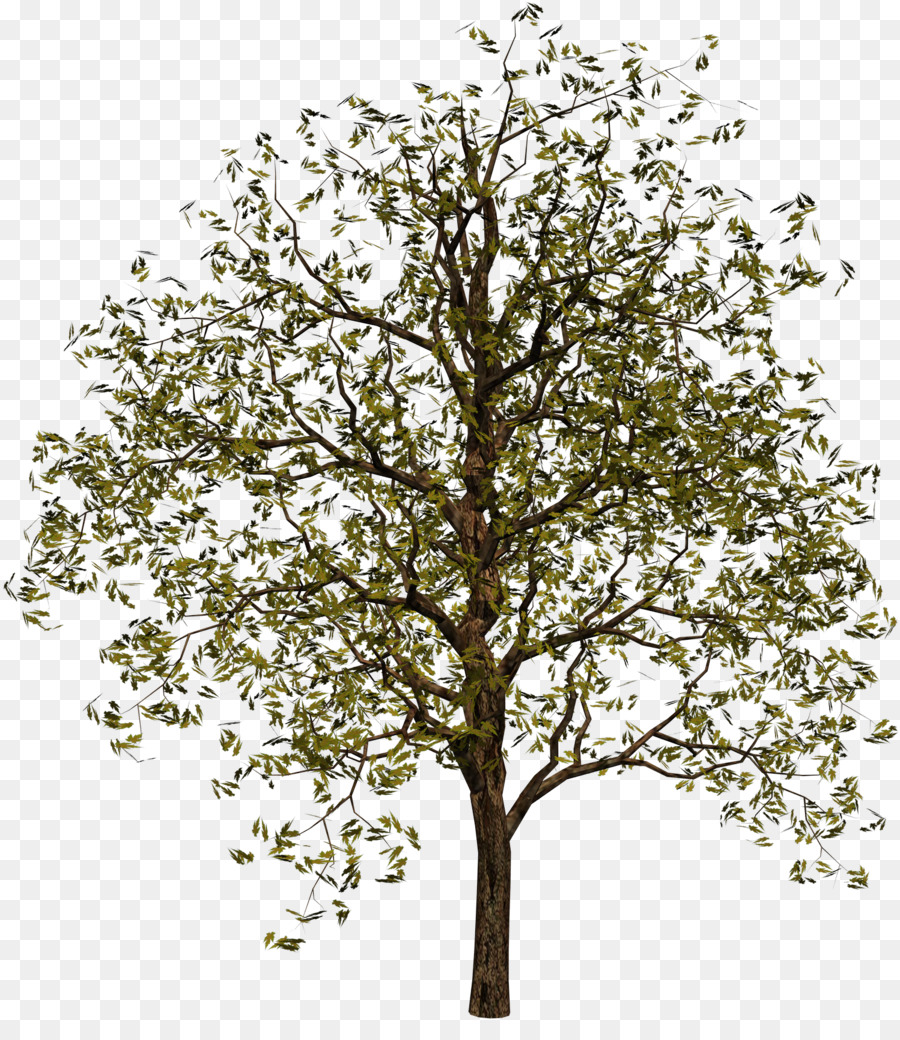 Baum, Digital image - Kokospalme
