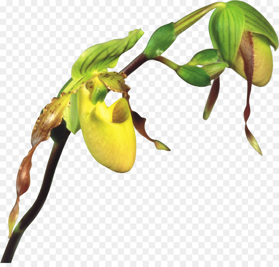 Clipart - Orchideen