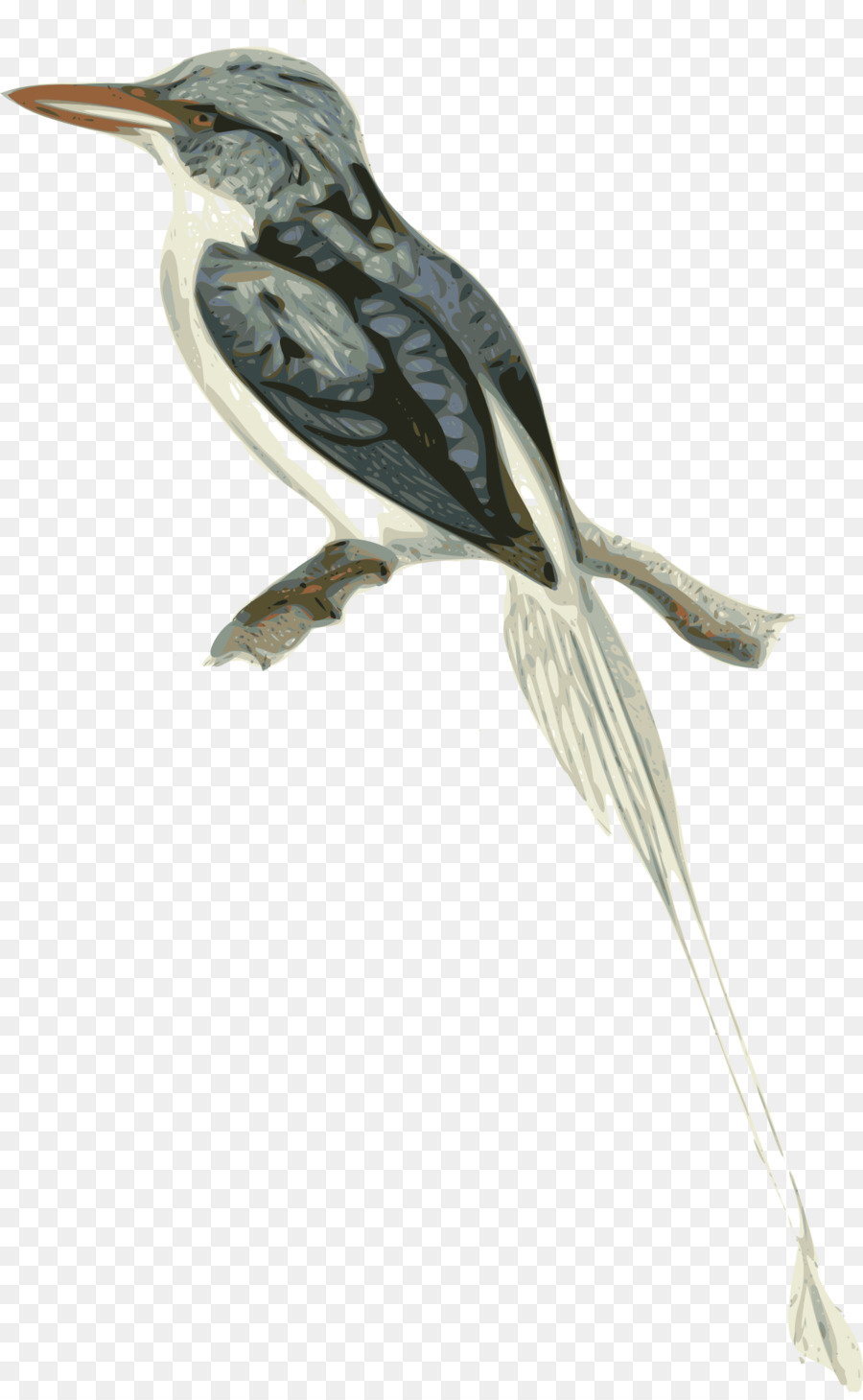 Biak paradiso kingfisher Clip art - ramoscello