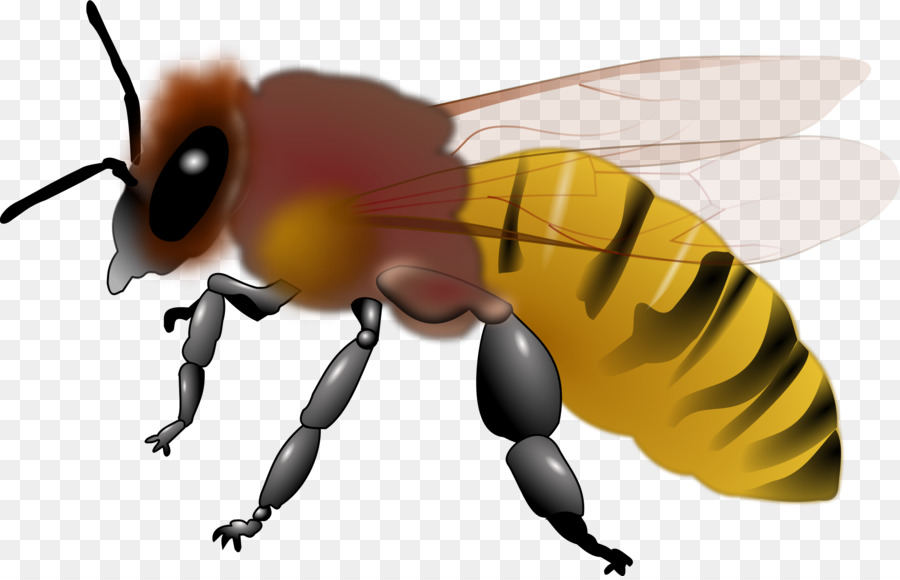 Honig Biene, Insekt clipart - Insekt