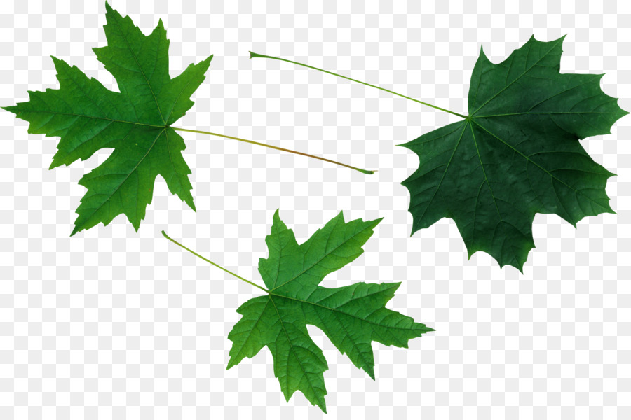 Maple leaf Zeichnung Kind Flagge von Kanada - Blatt
