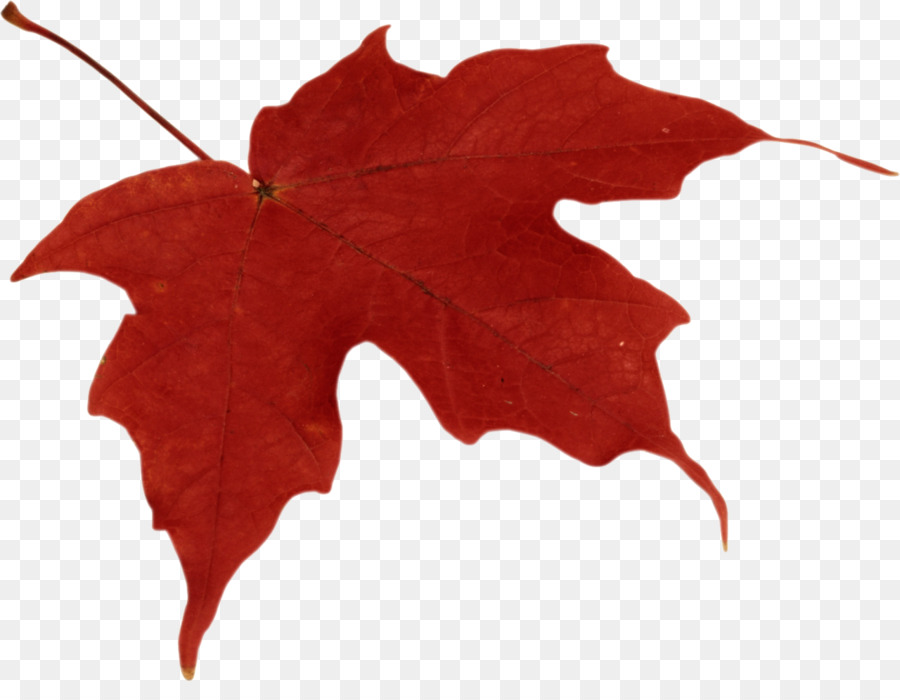 Herbst Blatt Farbe Clip art - Herbst Blätter