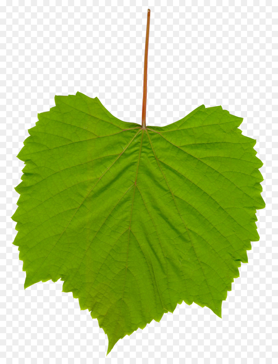 Comune di Uva, Vite da Vino Uva foglie Clip art - uva