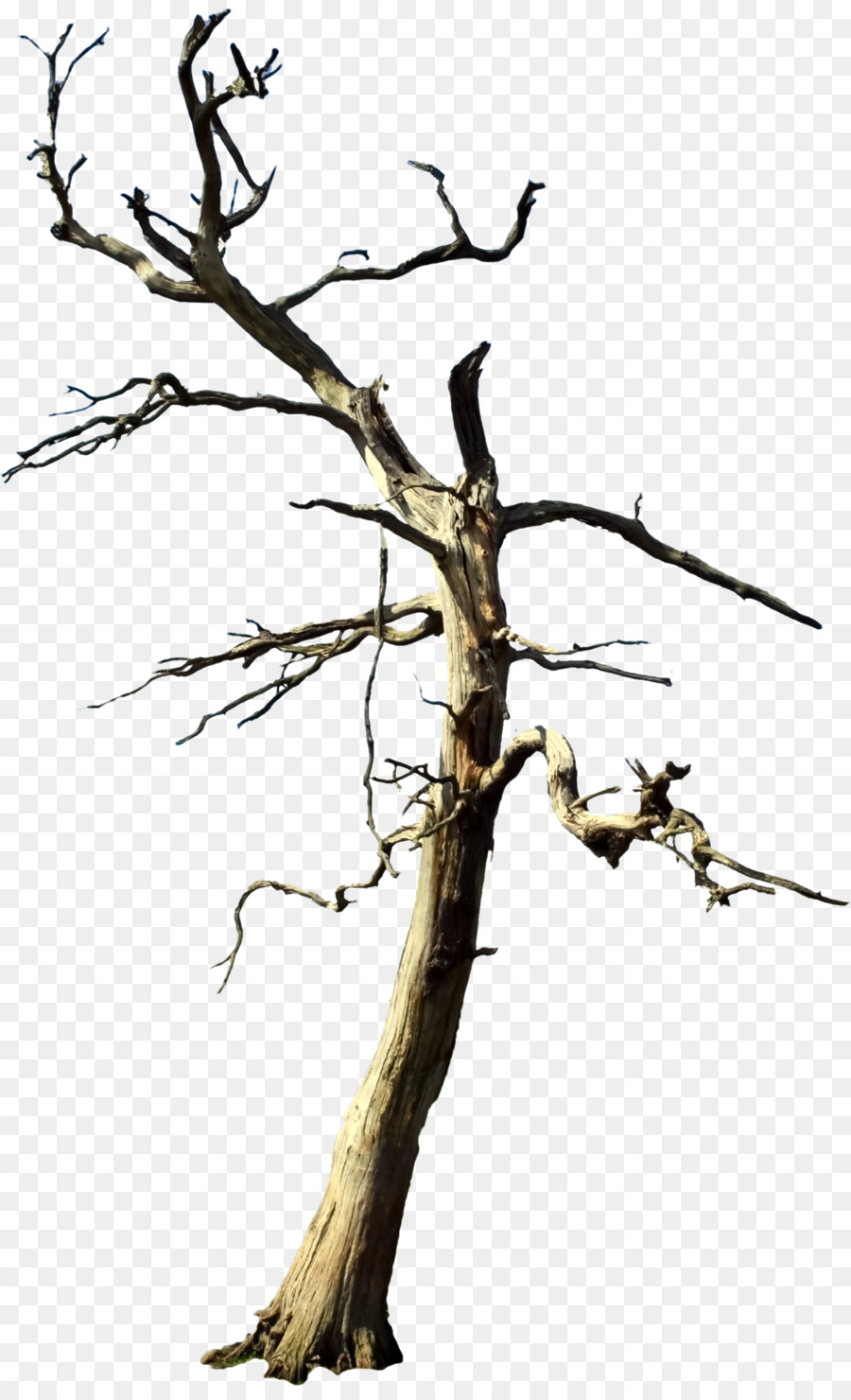 Tree Stock-Fotografie - Toten aufsteigenden