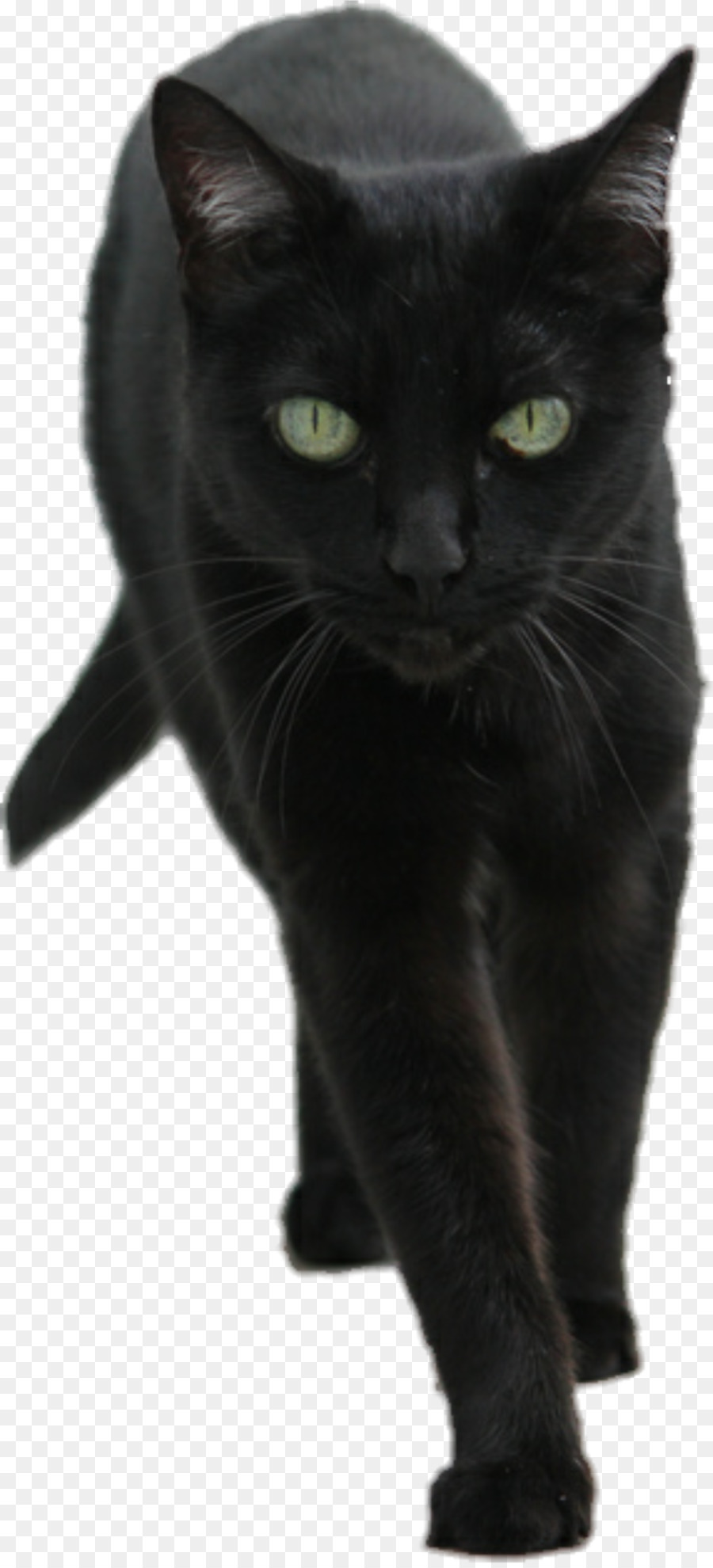 Điện thoại châu Âu lông ngắn con mèo Đen họ mèo Động vật có vú - mèo đen