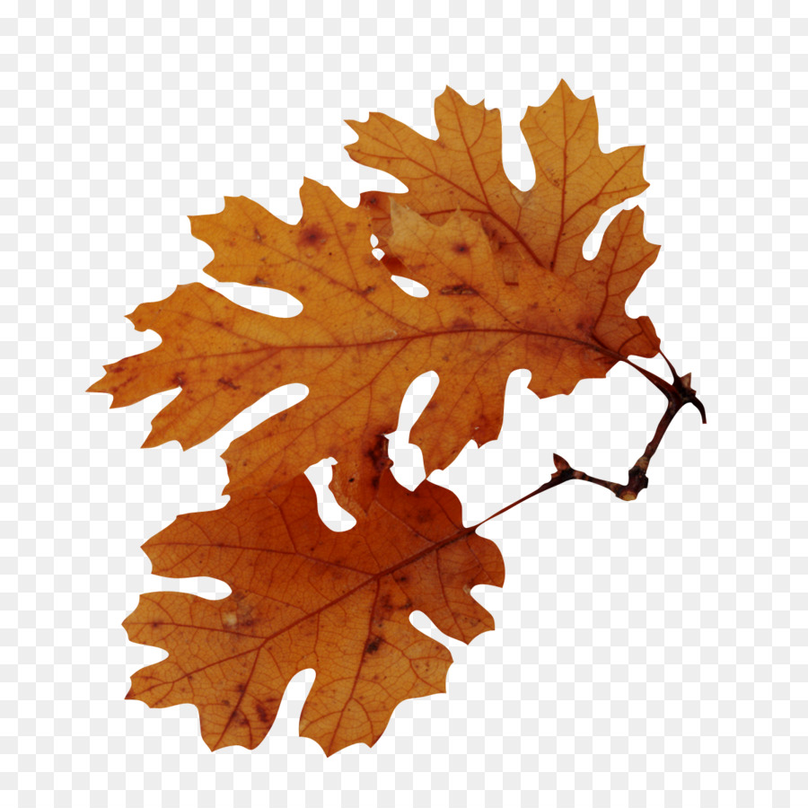 Herbst Blatt Farbe Tree American sweetgum Quercus nigra - Blätter