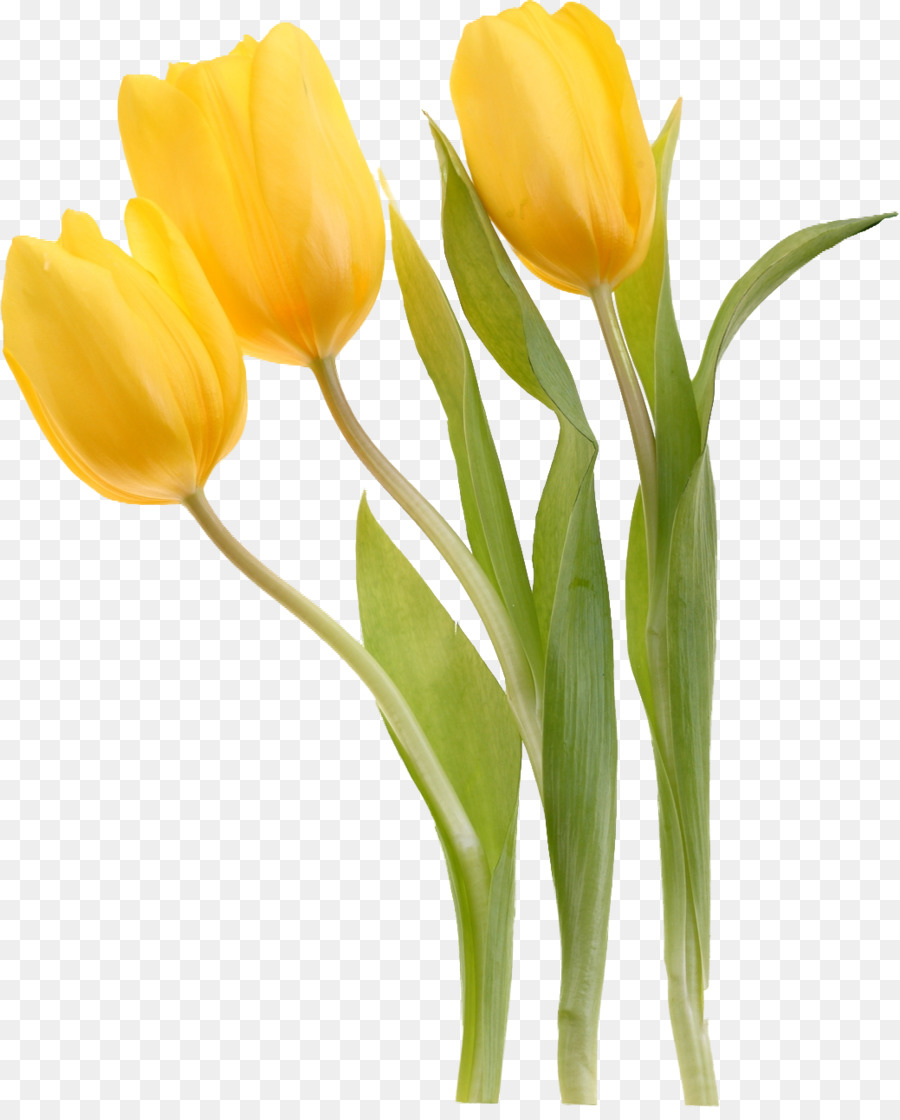 Tulipa sylvestris Blume Gelb Pflanze - Tulip