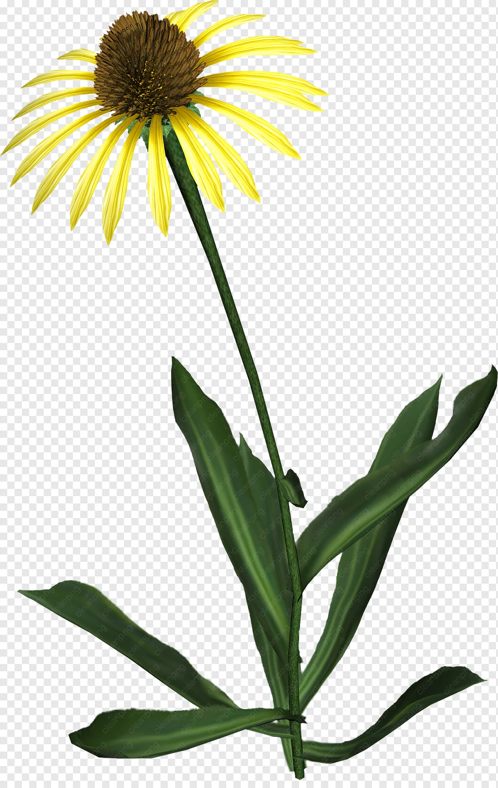 Gemeinsame Sonnenblume korbblütler Clip art - hand Farbe