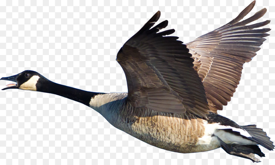 Uccello Canada Goose Anatra Cygnini - D'oca