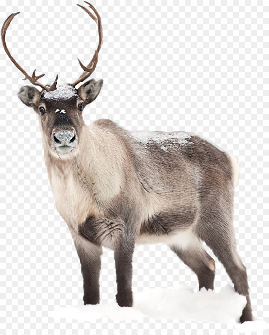 Santa Claus Reindeer Desktop Wallpaper Muschi - ippopotamo