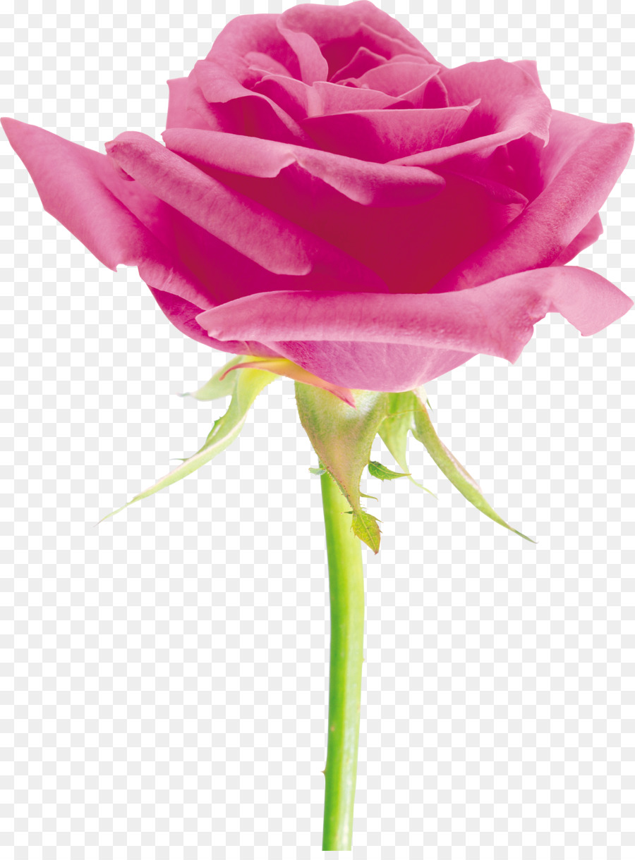 Strand-rose Cut Blumen Blütenblatt Rosen - rosa Rosen