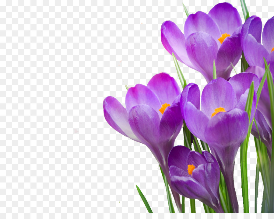 Saffron Flower png download - 1280*997 - Free Transparent Crocus  Tommasinianus png Download. - CleanPNG / KissPNG