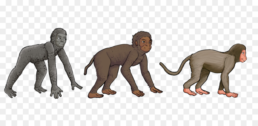 Primaten Aegyptopithecus Monkey Cercopithecidae Landvogt - Affe